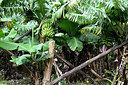 BUITEN BEELD Foto: 448725