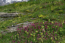 BUITEN BEELD Foto: 448732