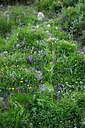 BUITEN BEELD Foto: 448743