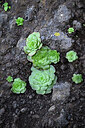 BUITEN BEELD Foto: 448771