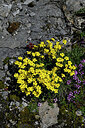 BUITEN BEELD Foto: 448772