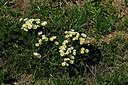 BUITEN BEELD Foto: 448777