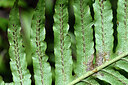 BUITEN BEELD Foto: 448785