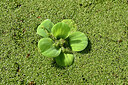 BUITEN BEELD Foto: 448789