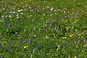 BUITEN BEELD Foto: 448790
