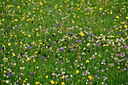 BUITEN BEELD Foto: 448797