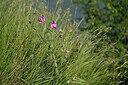 BUITEN BEELD Foto: 448809