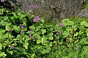 BUITEN BEELD Foto: 448830