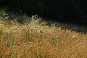 BUITEN BEELD Foto: 448831