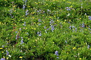 BUITEN BEELD Foto: 448832