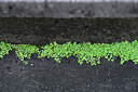 BUITEN BEELD Foto: 448845