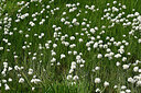 BUITEN BEELD Foto: 448847