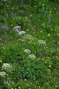 BUITEN BEELD Foto: 448853