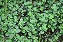BUITEN BEELD Foto: 448861