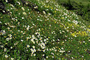 BUITEN BEELD Foto: 448885