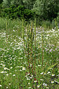BUITEN BEELD Foto: 448888