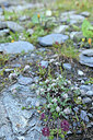 BUITEN BEELD Foto: 448906