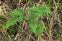 BUITEN BEELD Foto: 448907