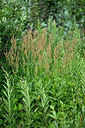 BUITEN BEELD Foto: 448922