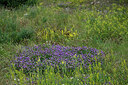 BUITEN BEELD Foto: 448927