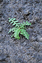 BUITEN BEELD Foto: 448932