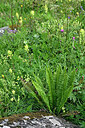 BUITEN BEELD Foto: 448947