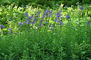 BUITEN BEELD Foto: 448950