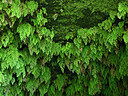 BUITEN BEELD Foto: 448956