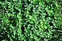 BUITEN BEELD Foto: 448962