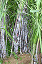 BUITEN BEELD Foto: 448968