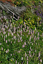 BUITEN BEELD Foto: 448970