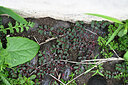 BUITEN BEELD Foto: 448971