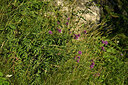 BUITEN BEELD Foto: 448980