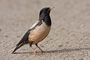 BUITEN BEELD Foto: 44005