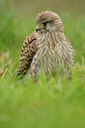 BUITEN BEELD Foto: 44006