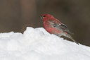BUITEN BEELD Foto: 44016