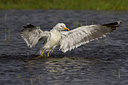 BUITEN BEELD Foto: 44023