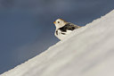 BUITEN BEELD Foto: 44035