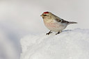 BUITEN BEELD Foto: 44037