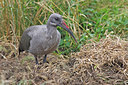 BUITEN BEELD Foto: 44044