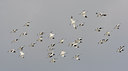 BUITEN BEELD Foto: 44122