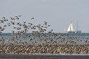 BUITEN BEELD Foto: 44125