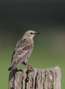 BUITEN BEELD Foto: 44131