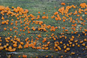 BUITEN BEELD Foto: 44139