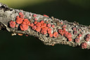 BUITEN BEELD Foto: 44195