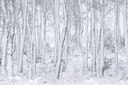 BUITEN BEELD Foto: 44205