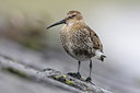 BUITEN BEELD Foto: 44257