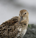 BUITEN BEELD Foto: 44258