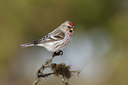 BUITEN BEELD Foto: 44263