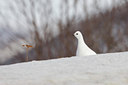 BUITEN BEELD Foto: 44274